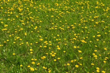 Güzel, parlak peyzaj, yeşil çimenler, çiçekler, sarı karahindibalar, şehir parkındaki parlak laleler..