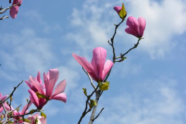 Bright large pink, pale pink buds of a blooming magnolia against the background of a blue sky in the park area of the city of Dnipro, Ukraine.