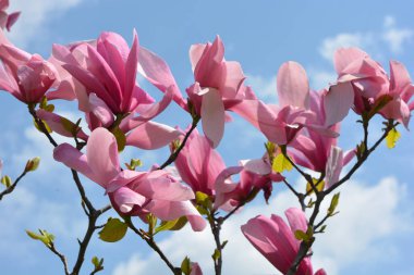 Ukrayna 'da bir ülke olan Dnipro' nun park alanındaki mavi gökyüzünün arka planında çiçek açan bir manolyanın parlak pembe, soluk pembe tomurcukları..