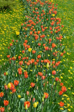 Güzel, parlak, kırmızı, beyaz, sarı laleler ilginç bir perspektifte büyüyor. Yeşil çimen ve lalelerle ilginç bir manzara tasarımı..