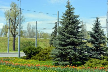Doğa yeşili, çimen, sık çalılar, büyük Noel ağaçları, otobanın yanındaki ağaçlar ve çiçekler, Ukrayna 'nın Dnipro şehrindeki yol..