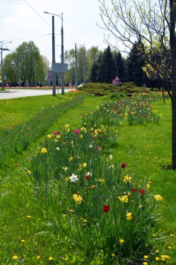 Doğa yeşili, çimen, sık çalılar, büyük Noel ağaçları, otobanın yanındaki ağaçlar ve çiçekler, Ukrayna 'nın Dnipro şehrindeki yol..