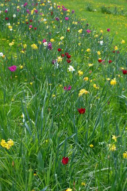 Şehir parkında yeşil çimlerin üzerinde büyüyen mor lalelerin peyzaj tasarımının güzel, parlak ve renkli fotoğrafları..