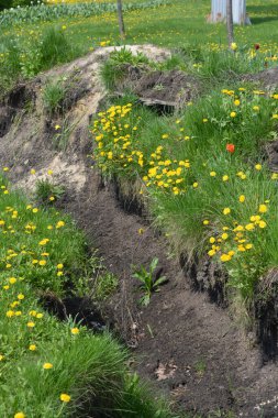 Güzel, parlak peyzaj, yeşil çimenler, çiçekler, sarı karahindibalar, şehir parkındaki parlak laleler..