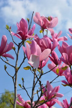 Ukrayna 'da bir ülke olan Dnipro' nun park alanındaki mavi gökyüzünün arka planında çiçek açan bir manolyanın parlak pembe, soluk pembe tomurcukları..