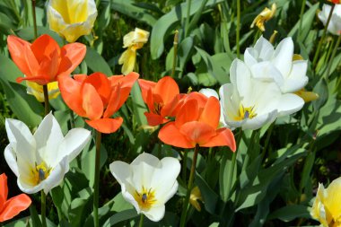 Farklı renklerde, yol kenarlarında büyüyen ve güneş tarafından aydınlatılan güzel, parlak bahar laleleri. Sevimli kırmızı, beyaz, sarı, beyaz ve sarı laleler, geniş lale çalıları..