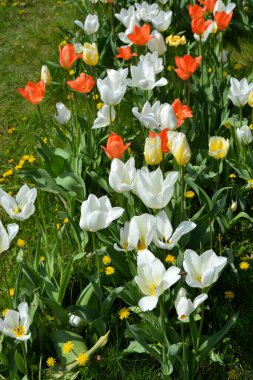 Farklı renklerde, yol kenarlarında büyüyen ve güneş tarafından aydınlatılan güzel, parlak bahar laleleri. Sevimli kırmızı, beyaz, sarı, beyaz ve sarı laleler, geniş lale çalıları..