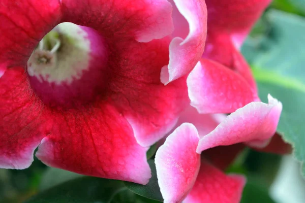美しい 明るいピンクと白の家の花グロキシニア は粘土鍋で成長し 窓辺に立っています — ストック写真