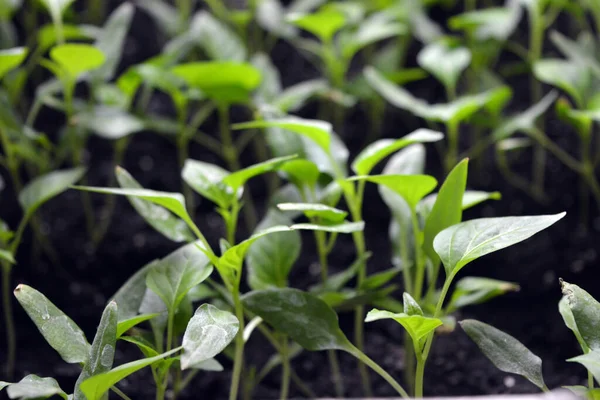 Home Seedlings Plants Seedlings Young Bell Pepper Growing Fertile Soil — Stock Photo, Image