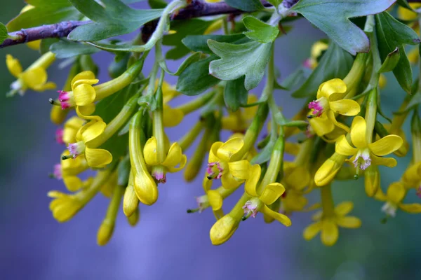 Яркие Цветки Плодов Смородины Желтыми Интересными Цветками Зелеными Листьями Растущими — стоковое фото