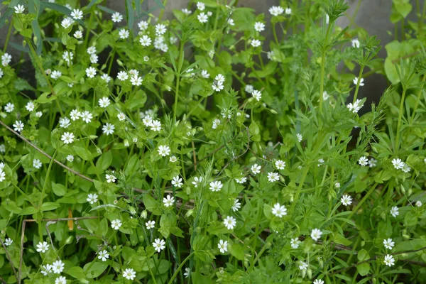 Jasnozielony Trawnik Zielonej Trawy Bardzo Małymi Białymi Kwiatami — Zdjęcie stockowe