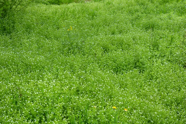 Gramado Verde Brilhante Grama Verde Com Flores Brancas Muito Pequenas — Fotografia de Stock