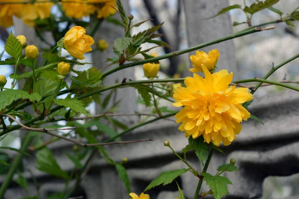 Világos Sárga Bozontos Bolyhos Virágok Nagy Bokrok Japán Rózsa Kerria — Stock Fotó