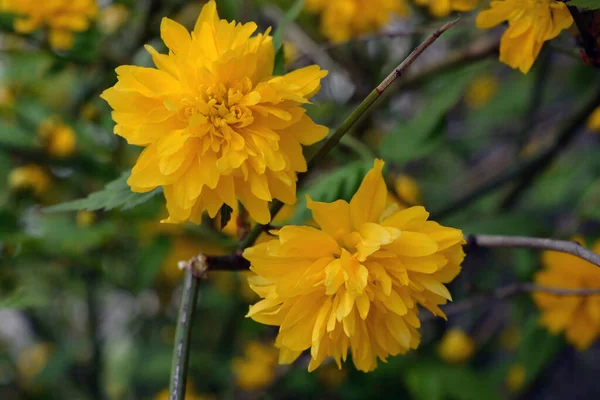 Ярко Желтый Лохматый Пушистые Цветы Большие Кусты Японская Роза Керрия — стоковое фото