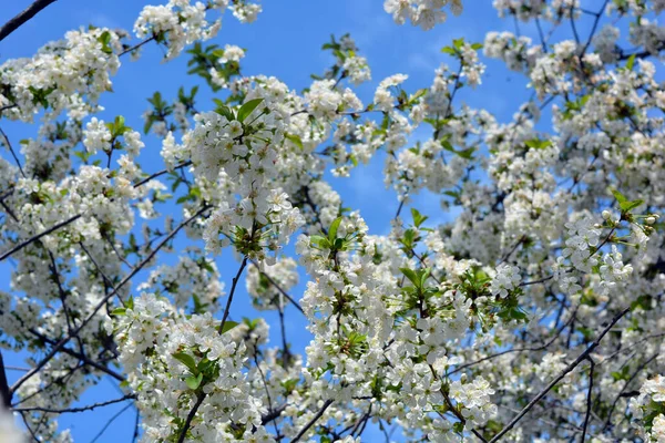 stock image Bright spring, festive flowering of a cherry tree growing outside and illuminated by the sun's rays. White cherry blossoms bloomed densely against the blue sky.