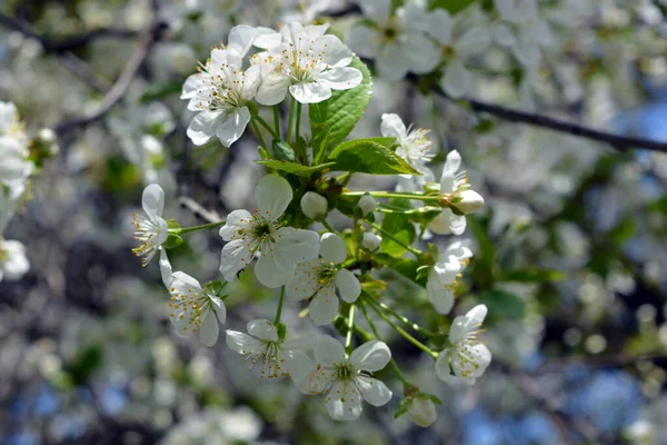 明るい春 外で成長し 太陽の光に照らされた桜の木のお祝いの開花 青空に白い桜が密集して咲いていました — ストック写真