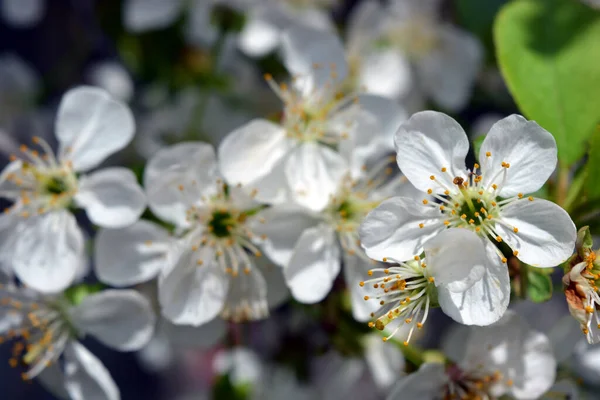 Printemps Lumineux Floraison Festive Cerisier Poussant Extérieur Illuminé Par Les — Photo