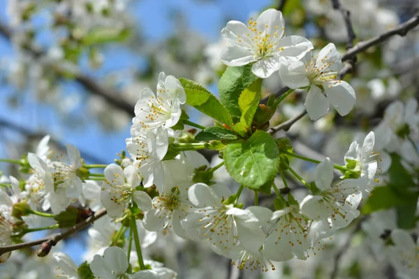 明るい春 外で成長し 太陽の光に照らされた桜の木のお祝いの開花 青空に白い桜が密集して咲いていました — ストック写真