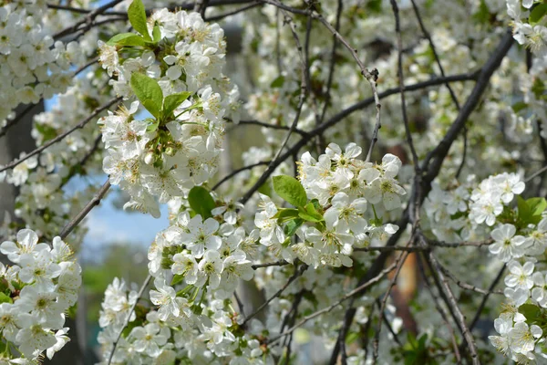 灿烂的春天 喜庆的樱桃树绽放在外面 阳光照耀着它 白樱花在蓝天的映衬下茂密绽放 — 图库照片