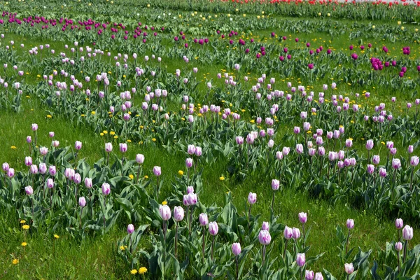 Jasne Wiosenne Krzewy Białych Różowych Fioletowych Tulipanów Rosnących Trawniku Parku — Zdjęcie stockowe