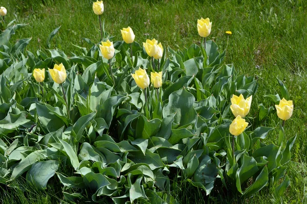 Яскраві Красиві Фото Весняно Жовтих Тюльпанів Ростуть Зеленому Газоні Газоном — стокове фото