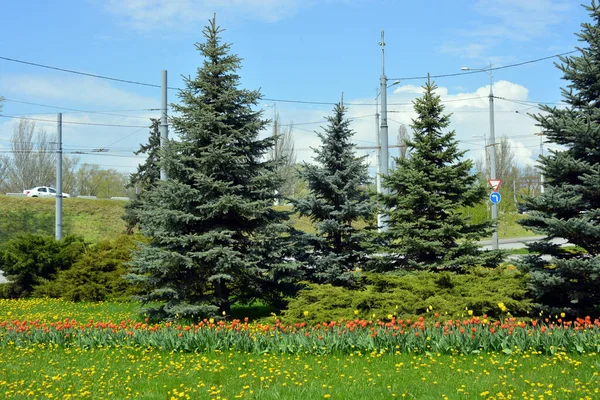 Doğa Yeşili Çimen Sık Çalılar Büyük Noel Ağaçları Otobanın Yanındaki — Stok fotoğraf
