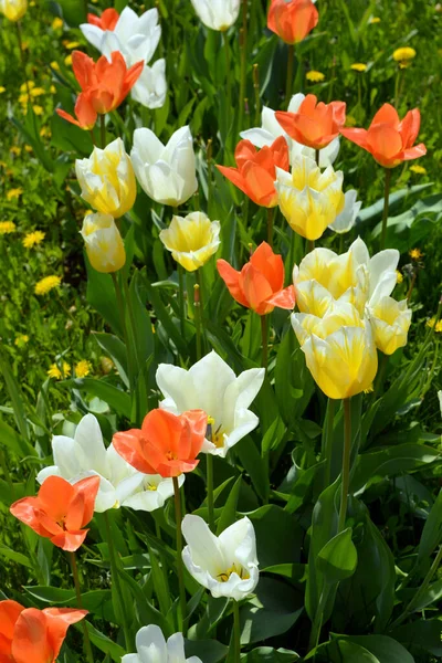 Прекрасні Яскраві Весняні Тюльпани Різних Кольорів Ростуть Узбіччях Освітлюються Сонцем — стокове фото
