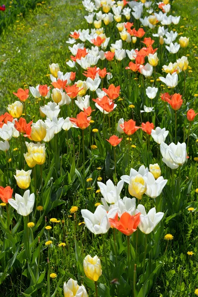 Bellissimi Tulipani Primaverili Luminosi Diversi Colori Che Crescono Sui Bordi — Foto Stock