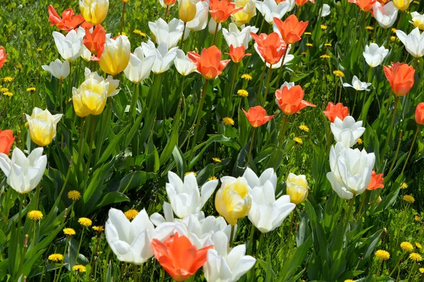 Schöne Helle Frühlingstulpen Verschiedenen Farben Die Straßenrand Wachsen Und Von — Stockfoto