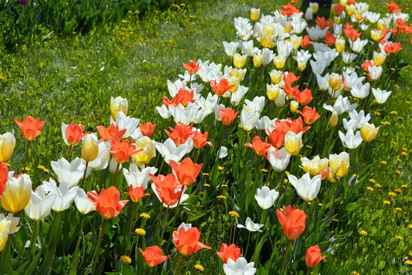 Прекрасні Яскраві Весняні Тюльпани Різних Кольорів Ростуть Узбіччях Освітлюються Сонцем — стокове фото