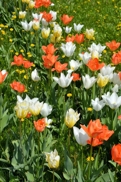 Beautiful Bright Spring Tulips Different Colors Growing Roadsides Illuminated Sun — Stock Photo, Image