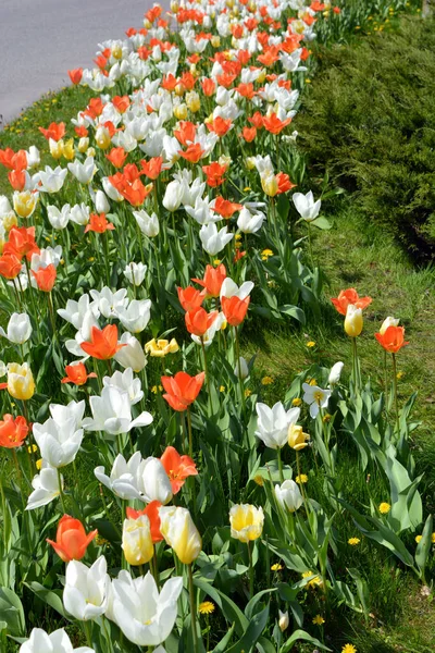 Красивые Яркие Весенние Тюльпаны Разных Цветов Растущие Обочинах Дорог Освещаемые — стоковое фото