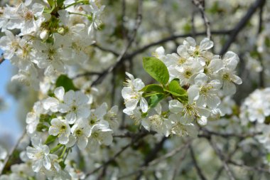 Parlak bahar, dışarıda büyüyen kiraz ağacının şenlikli çiçek açması ve güneş ışınlarıyla aydınlatılması. Mavi gökyüzüne karşı yoğun bir şekilde açan beyaz kiraz çiçekleri..