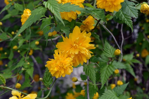Jasnożółte Kudłaty Puszyste Kwiaty Duże Krzewy Japońska Róża Kerria Japonica — Zdjęcie stockowe