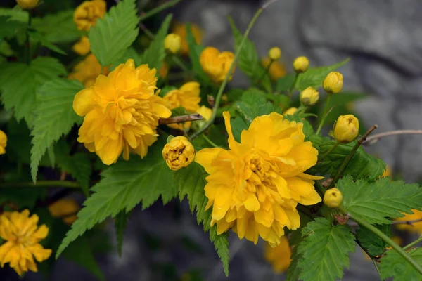 Bright Yellow Shaggy Fluffy Flowers Large Bushes Japanese Rose Kerria — Stock Photo, Image
