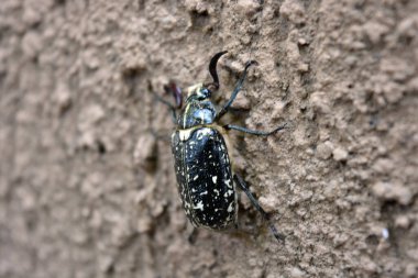 Doğa, güzel böcekler, böcekler. Büyük yeşil çekirge, beyaz arka planda büyük yeşil çekirge..