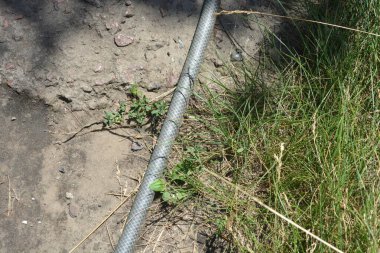 Outdoor path, watering of the vegetable garden, house flowers. Green long grass with green An outdoor path, a home garden, beautiful land with stones and green flowers, weeds. and green grey hose for watering flowers.