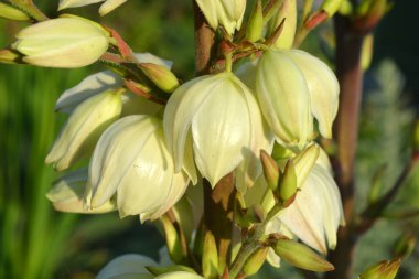 Sokak evlerinde büyüyen parlak ve renkli çiçekler yoldan geçenlerin gözlerini kamaştırıyor. Büyük beyaz-sarı, açık havada, güneş ışığındaki yukka ağaçlarının altın rengi..