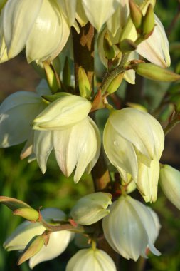 Sokak evlerinde büyüyen parlak ve renkli çiçekler yoldan geçenlerin gözlerini kamaştırıyor. Büyük beyaz-sarı, açık havada, güneş ışığındaki yukka ağaçlarının altın rengi..