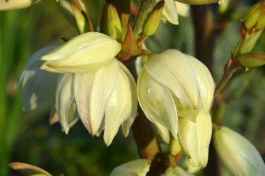 Sokak evlerinde büyüyen parlak ve renkli çiçekler yoldan geçenlerin gözlerini kamaştırıyor. Büyük beyaz-sarı, açık havada, güneş ışığındaki yukka ağaçlarının altın rengi..