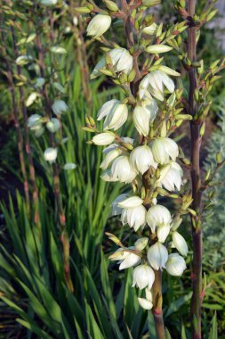 Yucca grandiflora, sokak evlerinde büyüyen parlak ve renkli çiçekler yoldan geçenlerin gözlerini kamaştırıyor. Büyük beyaz-sarı, açık yukka 'nın altın rengi..