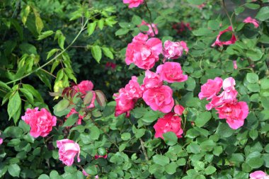 Yol kenarında büyüyen sokak çiçekleri. Güzel ve parlak büyük çalılar gerçek pembe, narin gül, manzara ve güzellik.