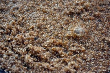 Yiyecek, mısır gevreği, gevrek gevrek, ezilmiş buğday, arpa.