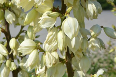 Sokak evlerinde büyüyen parlak ve renkli çiçekler yoldan geçenlerin gözlerini kamaştırıyor. Büyük beyaz-sarı, açık havada, güneş ışığındaki yukka ağaçlarının altın rengi..