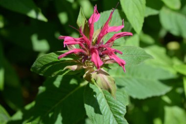 Ev bahçesinde yetişen güzel parlak ve renkli çiçekler. Kırmızı, kırmızı çiçekler, Red Rue 'nun kızıl yüzeyi, Chervona ruta, Monarda.