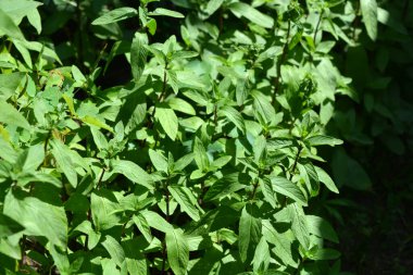 Taze bitkiler, evdeki bahçede yetişen yeşil taze nane..