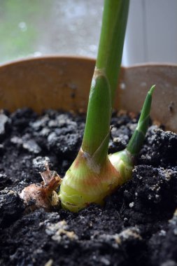 Gerçek, büyük bir zencefil kökü evde ve altın bir tencerede.