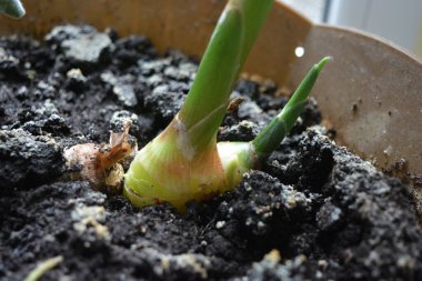 Gerçek, büyük bir zencefil kökü evde ve altın bir tencerede.