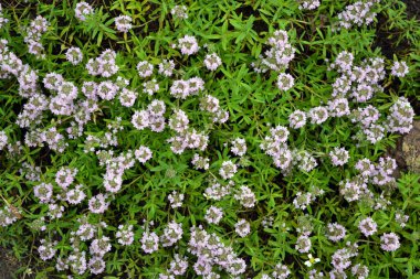 Güzel bir tarla, bozkır, mor, çiçek açan kekik çiçekleri..