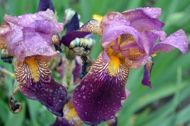 Çok parlak ve renkli, zengin sokak çiçekleri, mor, pembe ve sarı süsen çiçekleri dışarıda yetişiyor ve göze hoş geliyor..